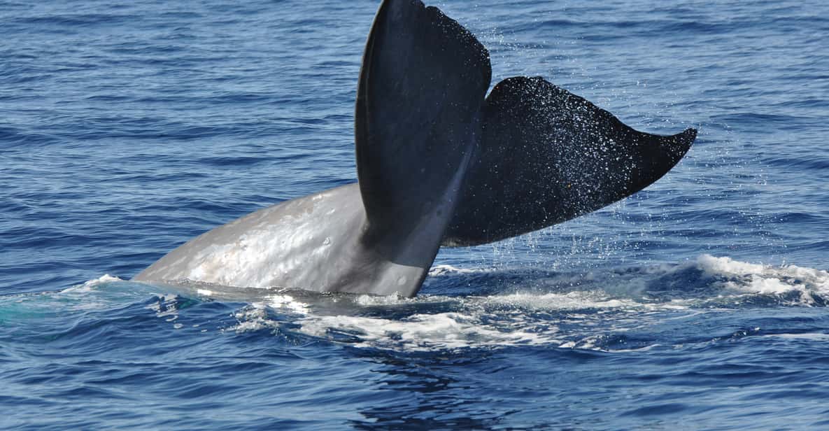 Funchal: Catamaran Dolphin and Whale Watching