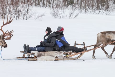 From Tromsø: Camp Tamok Reindeer Sledding & Ice Domes Visit