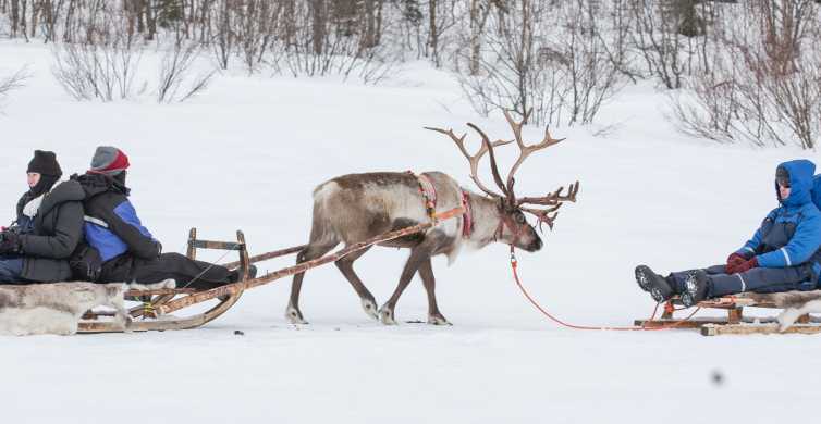 From Tromsø Camp Tamok Reindeer Sledding & Ice Domes Visit GetYourGuide