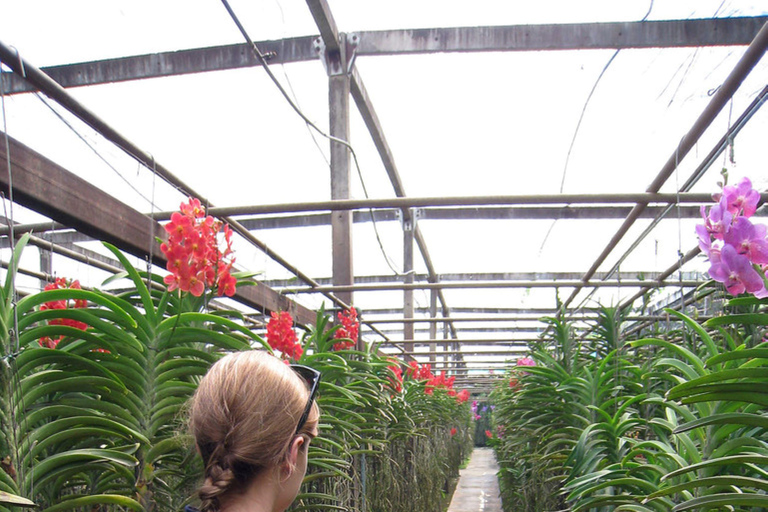 Doi Suthep Tempel, Orchideeën Hoeve &amp; Kleverige Waterval met Lunch