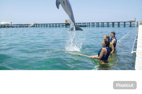 Punta Cana: Delfinschwimmen mit Seelöwen-Show als Bonus