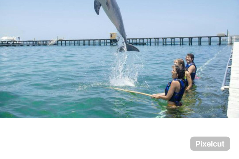 Punta Cana: Nado con delfines con espectáculo extra de leones marinos