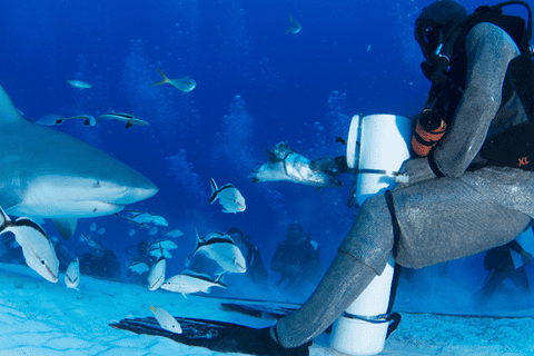 From Cancun and Riviera Maya: Bull Shark Dive Experience
