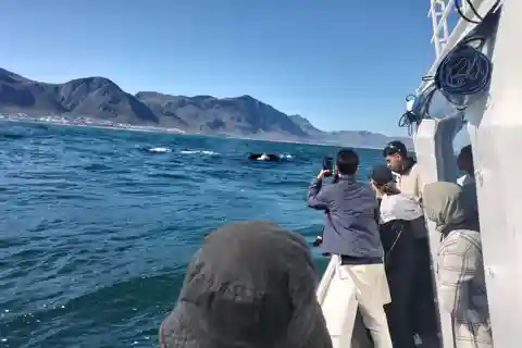 Visite privée : Hermanus- Observation des baleines en bateau