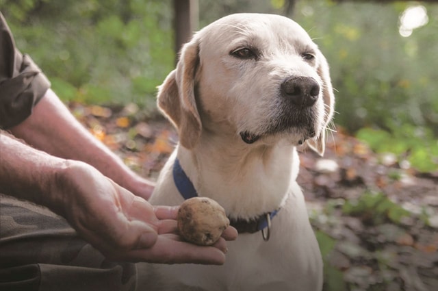 Visit Barolo Truffle Hunting and Wine Tasting in Barolo