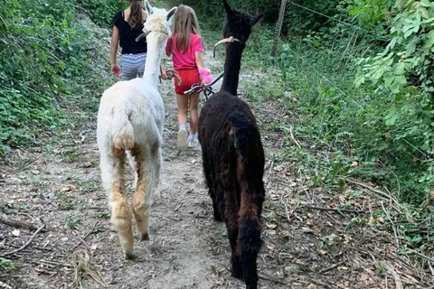 Langhe: Alpaca Walk, Farm Visit, and Traditional Picnic