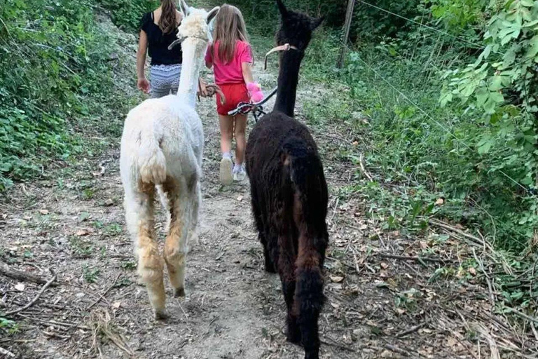 Langhe: Alpaca Walk, Farm Visit, and Traditional Picnic