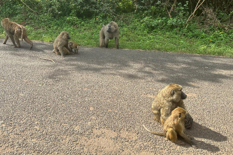 Nairobi National Park 5-Hour Game Drive Morning or Afternoon