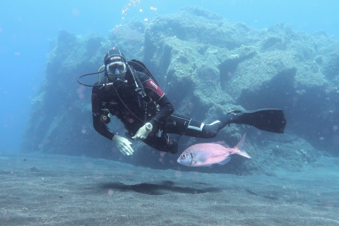La Palma: Certification de plongeur de base avec 2 plongées de l'Atlantique