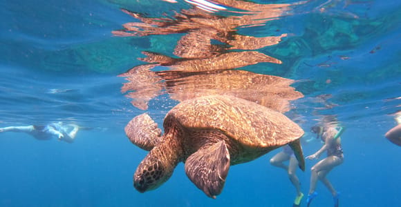 From Ka&#39;anapali: West Maui Half-Day Snorkel Tour w/ Food