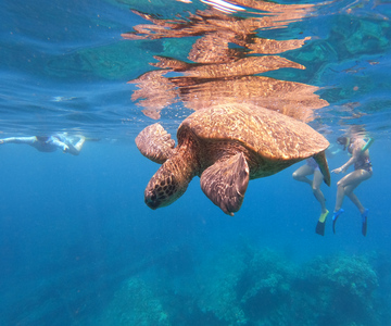 Iš Ka'anapalio paplūdimio: Pusės dienos nardymo nuotykis Vakarų Maui.