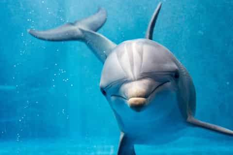 Dolphin House Royal Sea Trip: snorkeling e frutti di mare