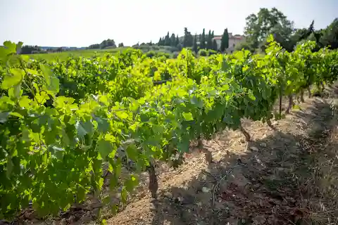 Sète: Tour de medio día sobre el vino
