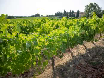 Sète: Half–Day Wine Tour