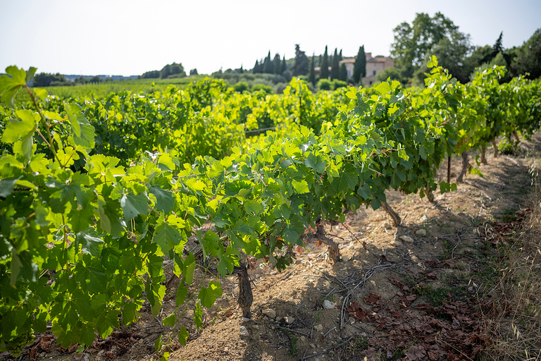 Sete: Private Wein- und Austern-Tour mit VerkostungSete: Private Wein- und Austern Tour mit Verkostung