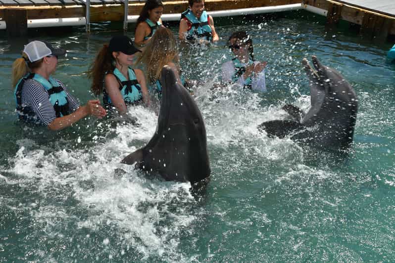 Florida Keys Duck Key Swim with Dolphins GetYourGuide