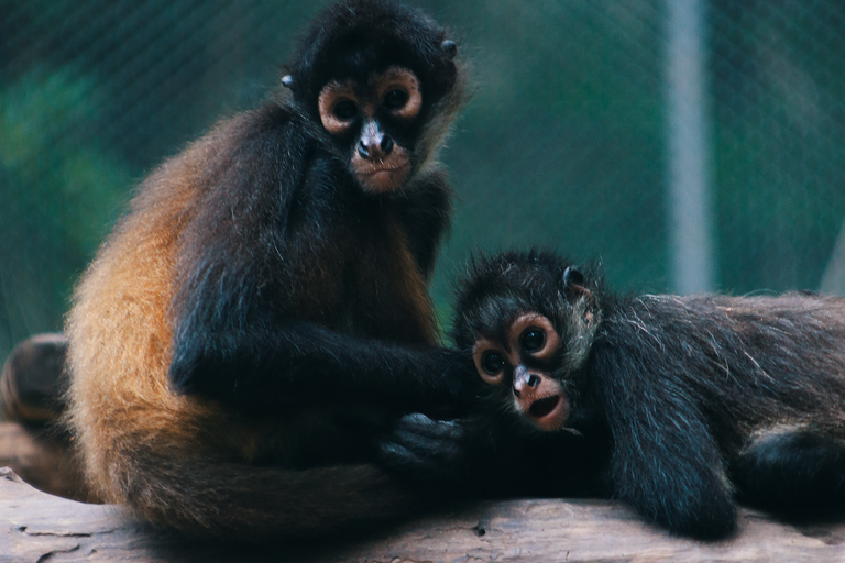 Från Tulum: ATV-åkning med apreservat och Cenote-resaFrån Tulum: ATV Ride med Monkey Sanctuary och Cenote Trip