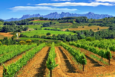 Barcelona: Excursión a Montserrat y visita a una bodega con degustación