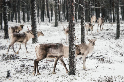Helsinki Private VIP Tour Reindeer Farm and Buggy Adventure