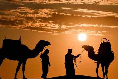 Aventura de camelo no deserto peruano