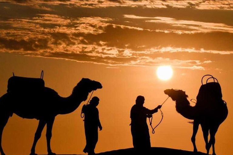 Camel Adventure in the Peruvian Desert