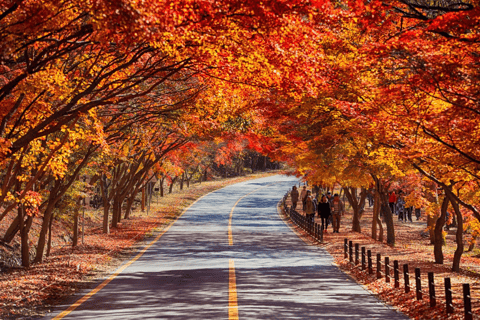Naejangsan Autumn Foliage Day Tour from Seoul and Busan Group tour, departure from Haeundae Station Exit 5 (Busan)