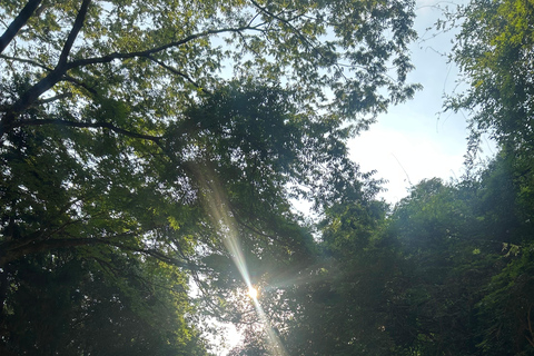 Nara: tour con ciervos, el Gran Buda y demostración de mochi