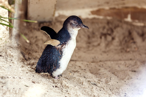 Melbourne: Puffing Billy Steam Train &amp; Penguin Parade Tour