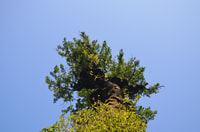 Tepuhueico Park, Introduce yourself to Chiloé. - Housity