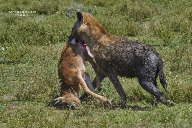 4 Days Magical Serengeti Safari