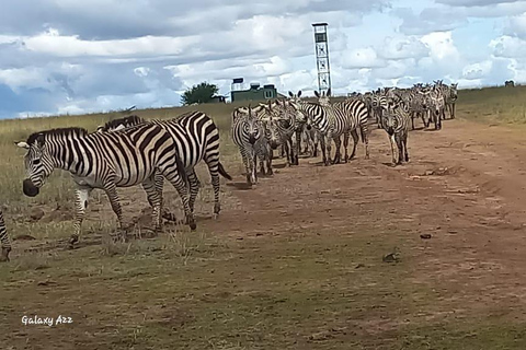 Safari por el Parque Nacional de Nairobi