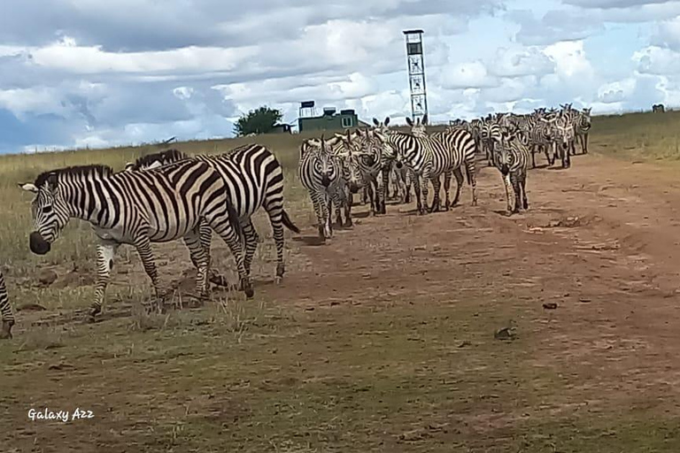 Safari por el Parque Nacional de Nairobi