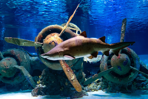 Antalya: Aquarium Tour with Hotel Pickup & Combo Options Antalya Aquarium & Wax Museum Entry Ticket