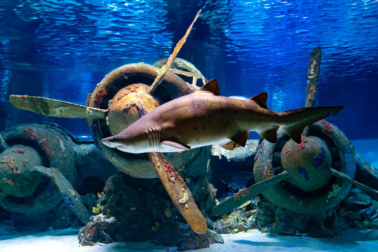 Antalya: Aquarium Tour with Hotel Pickup & Combo Options Antalya Aquarium & Wax Museum Entry Ticket