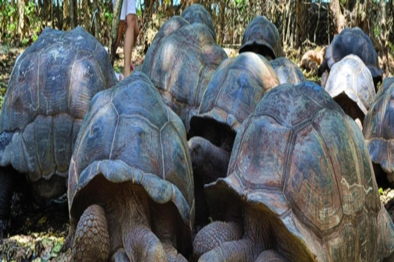 Zanzibar:⭐️Prison Island Guided Tour Meet giant Turtles⭐️ drop-off & pick up from anywhere (entrance fee not included)