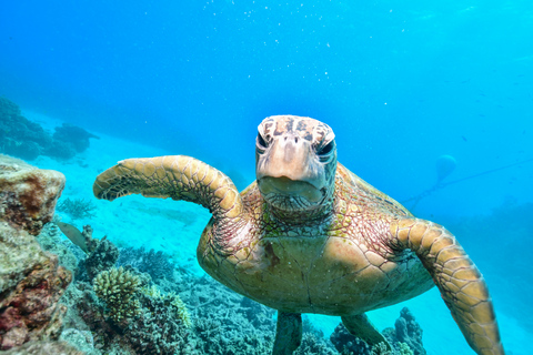 Von Cairns aus: Green Island Halbtagestour am MorgenStandardoption mit Schnorchelausrüstung oder Glasbodenboot-Tour