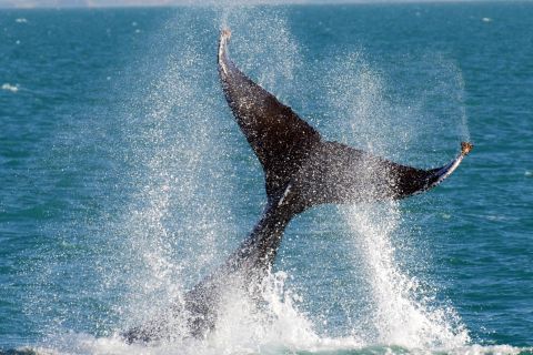 Fremantle: Whale-Watching Cruise