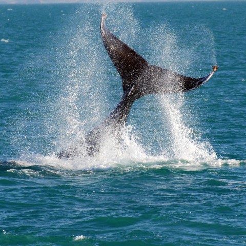 Visit Fremantle: Whale-Watching Cruise in Staten Island