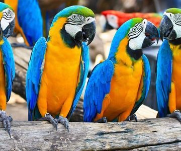 Da Iquitos: Escursione di 3 giorni nella giungla amazzonica