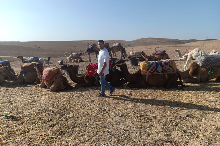 Marrakech: safari in cammello nel deserto di Agafay con pranzo