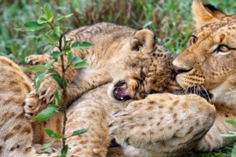 From Nairobi: 8-Day Mara, Nakuru, Naivasha & Amboseli Safari