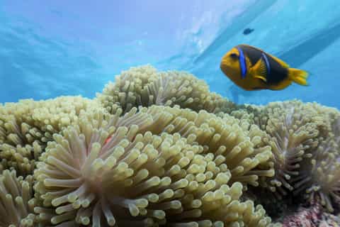Bora Bora: Lagoon Tour and Snorkeling Experience