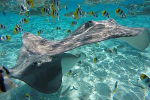 Bora Bora: Lagoon Tour and Snorkeling Experience