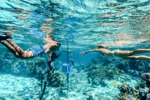 Bora Bora: Lagoon Tour and Snorkeling Experience