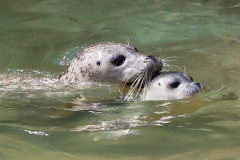 Vancouver: Snorkel, Kayak, and Seal Adventure Boat Tour