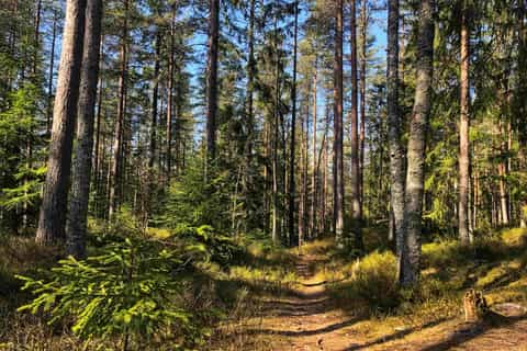 Oslo: escursione di 2 ore al lago Sognsvann e alla foresta
