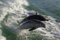 Saint-Pete Beach, Dolphin Racer Cruise by Speedboat - Housity