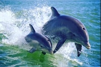 Saint-Pete Beach, Dolphin Racer Cruise by Speedboat - Housity