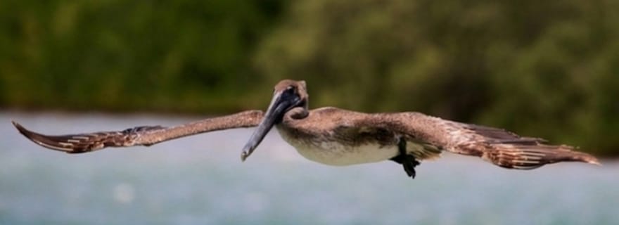 Clearwater Beach : croisière tropicale et buffet