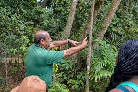 Porto Rico: Tour panoramico di El Yunque di mezza giornata con trasferimento